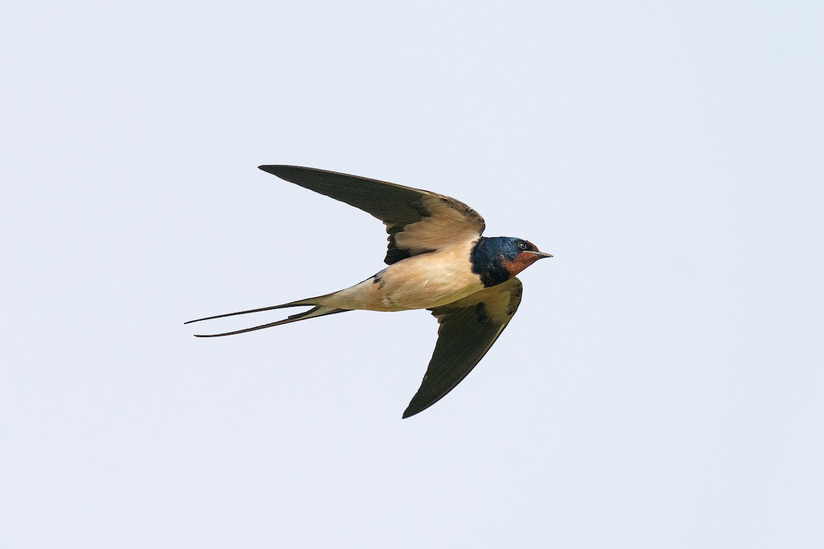 Barn Swallow (Levant) - Jérémy Calvo