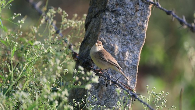Booted Warbler - ML518143181