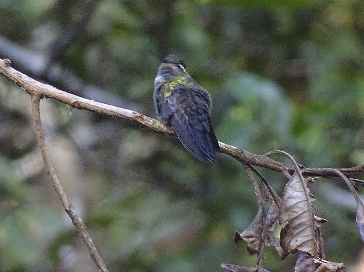 kolibřík salvadorský - ML518144941