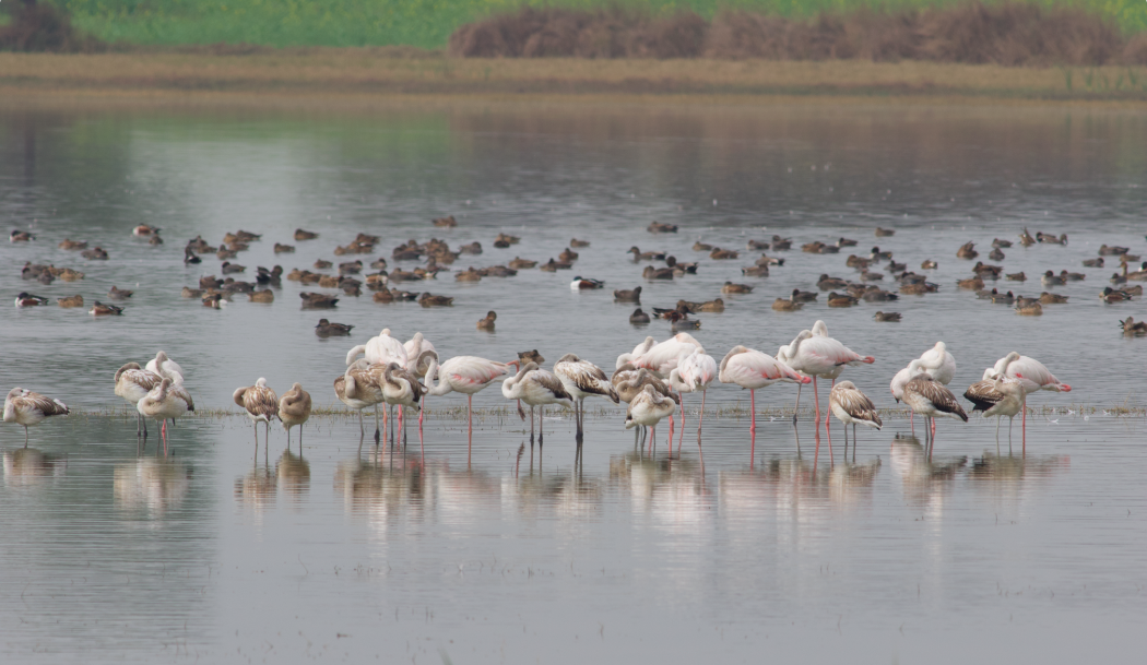 Greater Flamingo - Kavi Nanda