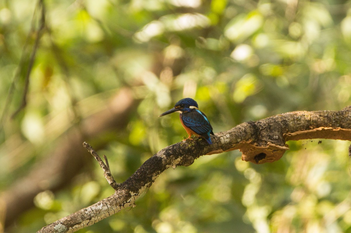 Blue-eared Kingfisher - ML518146461