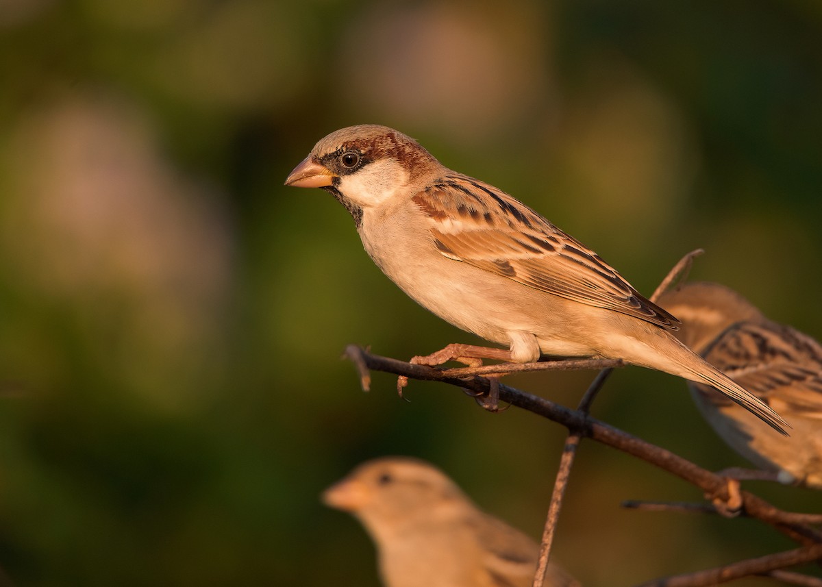 House Sparrow (Indian) - ML518151981