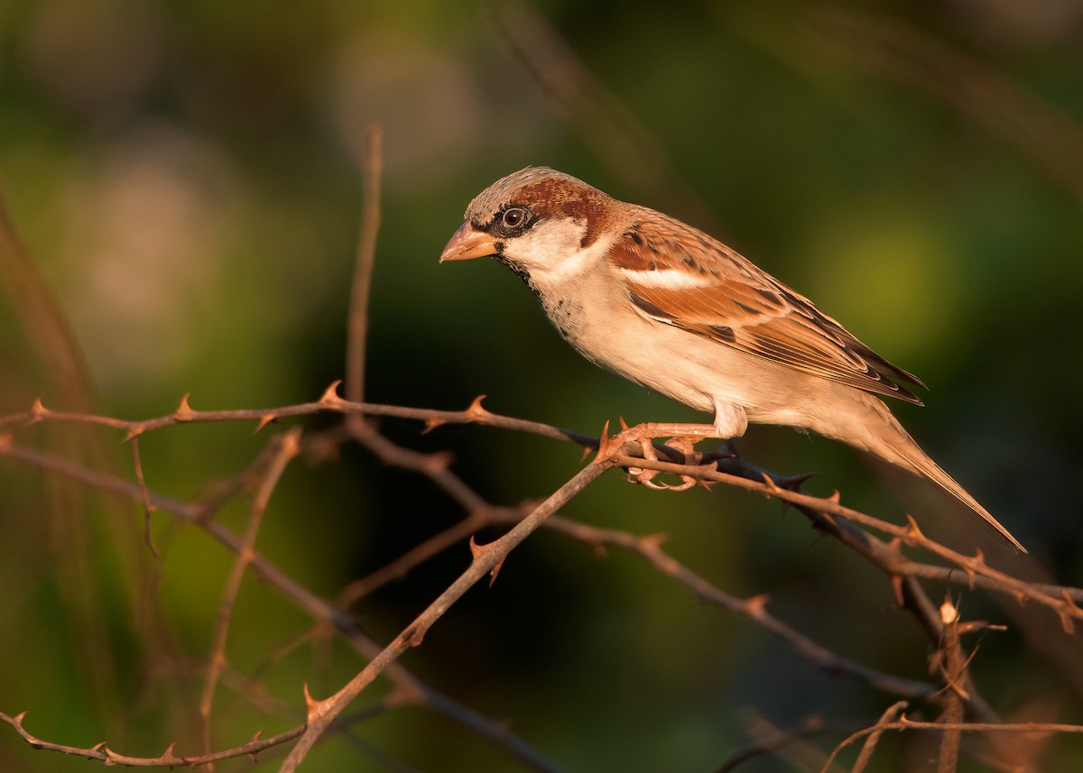 House Sparrow (Indian) - ML518152001