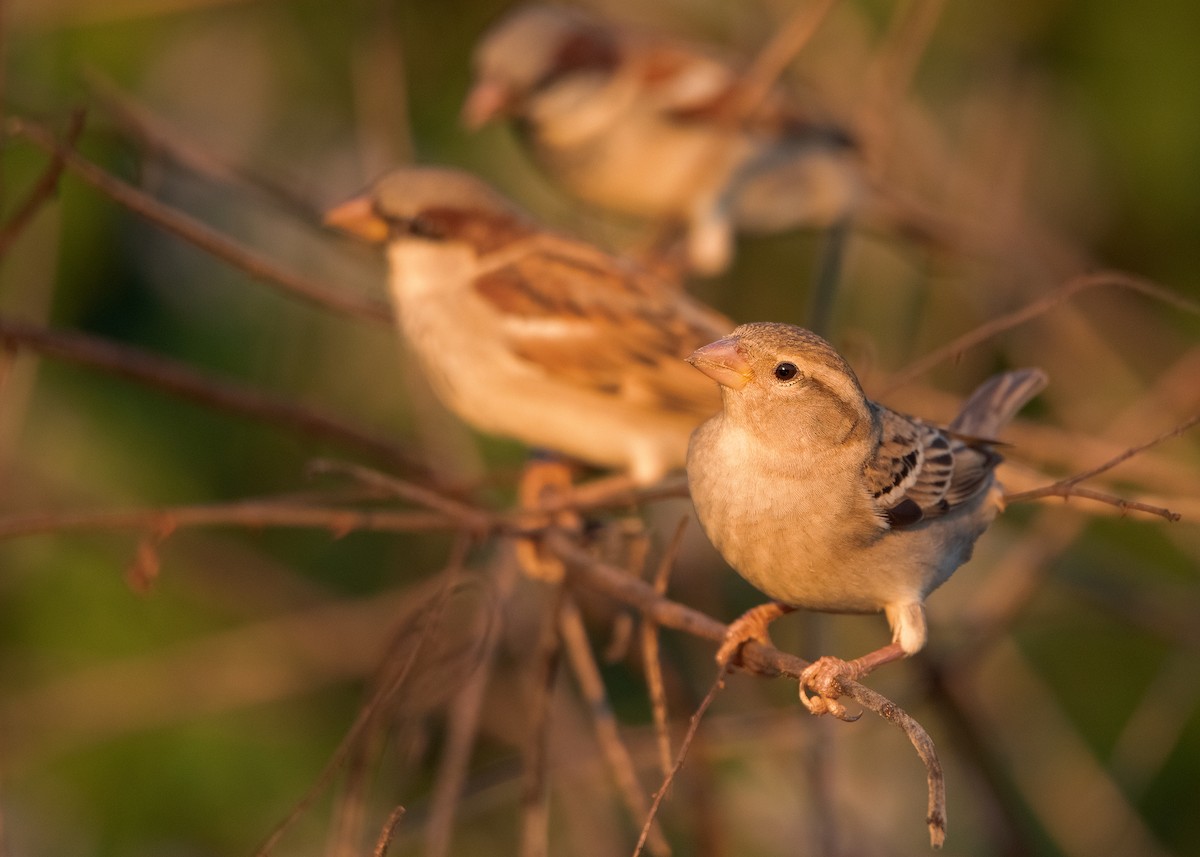 House Sparrow (Indian) - ML518152011