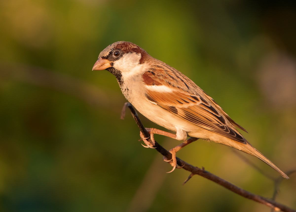 House Sparrow (Indian) - ML518152041