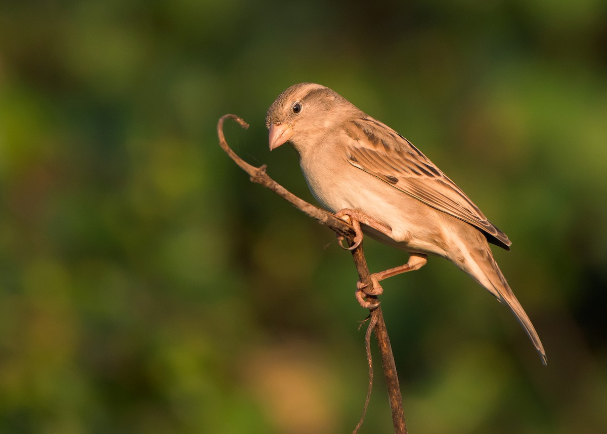 House Sparrow (Indian) - ML518152051