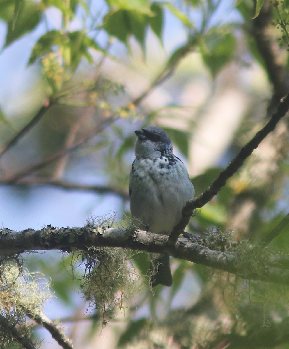 Azure-rumped Tanager - ML518152441