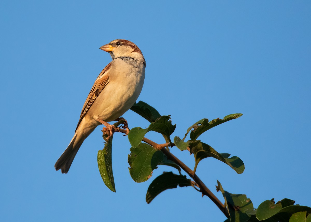 House Sparrow (Indian) - ML518152651