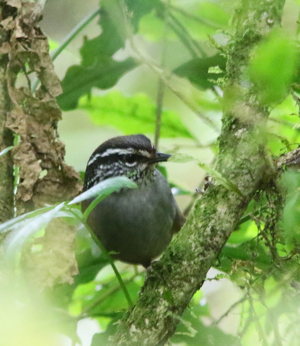 Gray-breasted Wood-Wren (Central American) - ML518154271