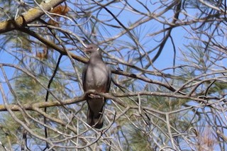 Band-tailed Pigeon, ML518154591
