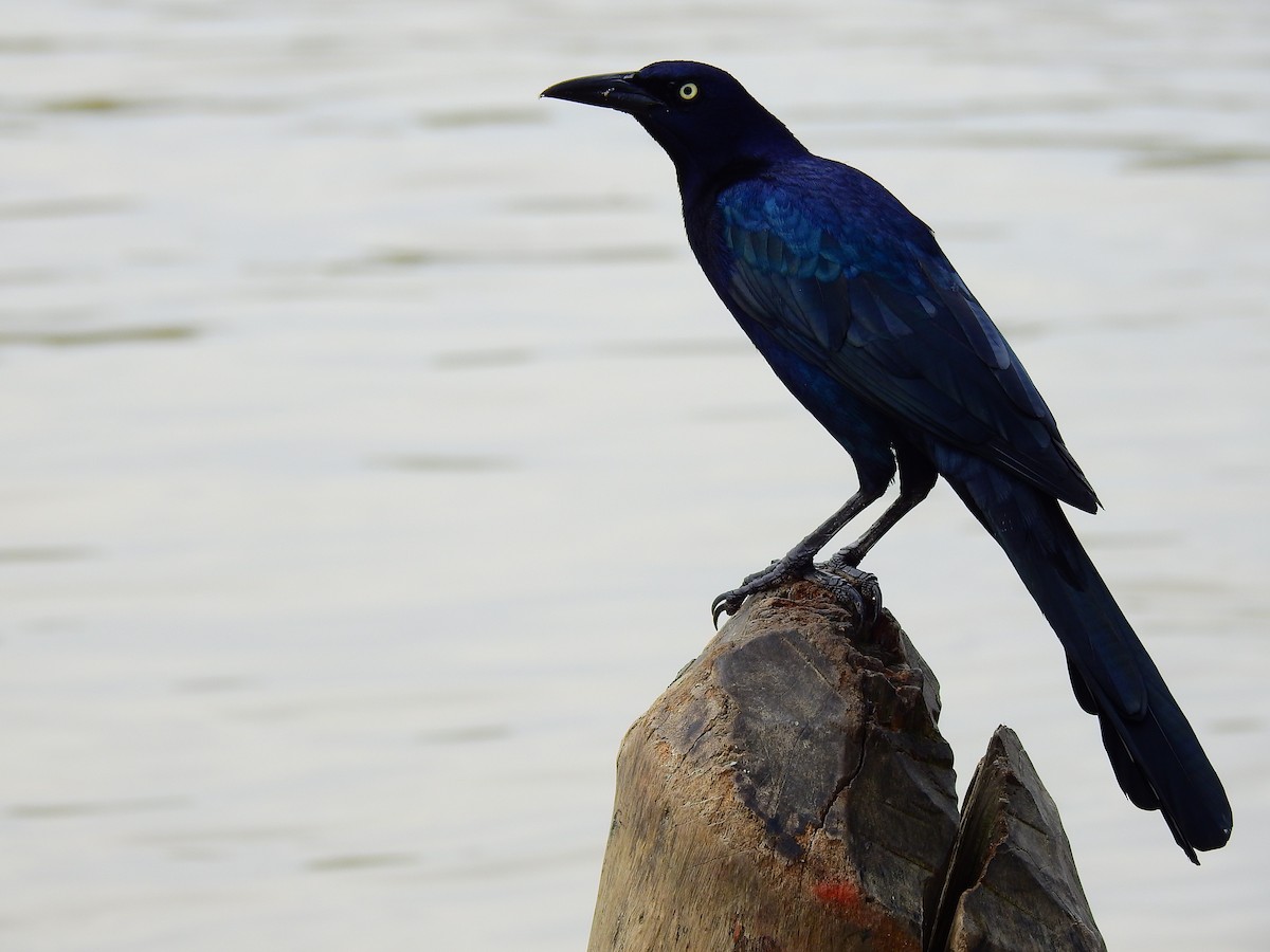 Great-tailed Grackle - ML518158171