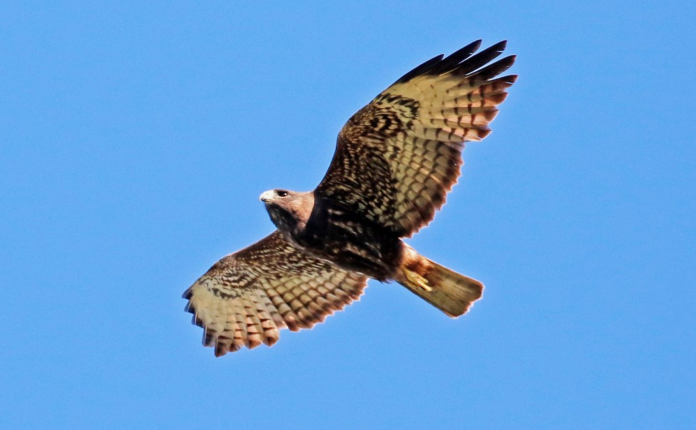 Short-tailed Hawk - David McQuade
