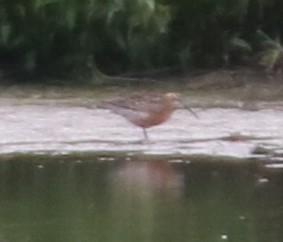 shorebird sp. - Johannes Hogrefe