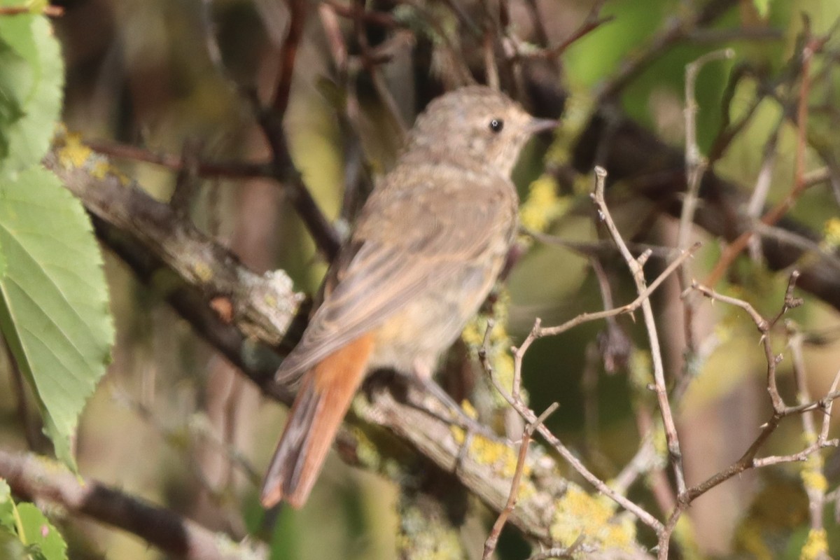 Common/Black Redstart - Johannes Hogrefe