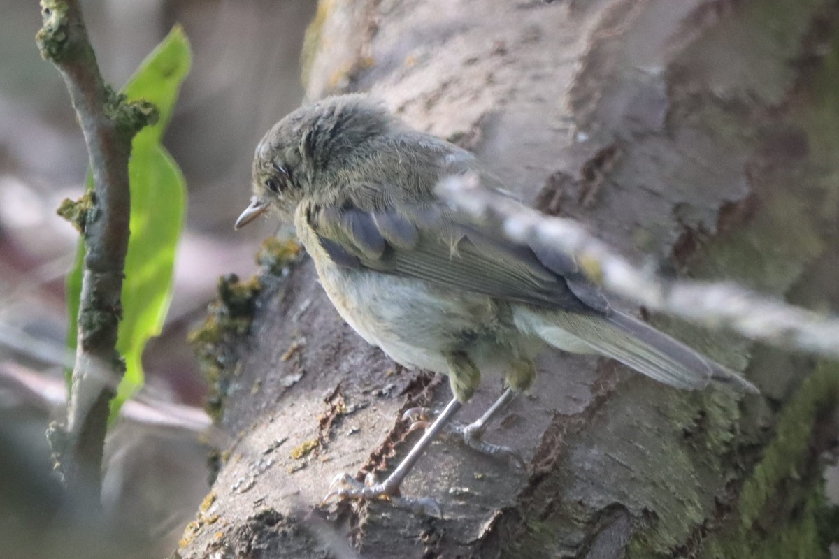 passerine sp. - Johannes Hogrefe