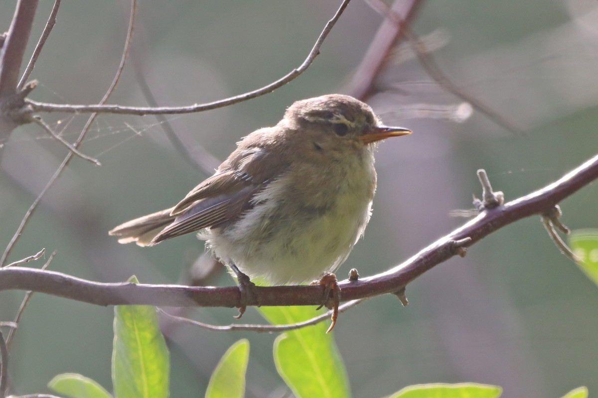 passerine sp. - Johannes Hogrefe