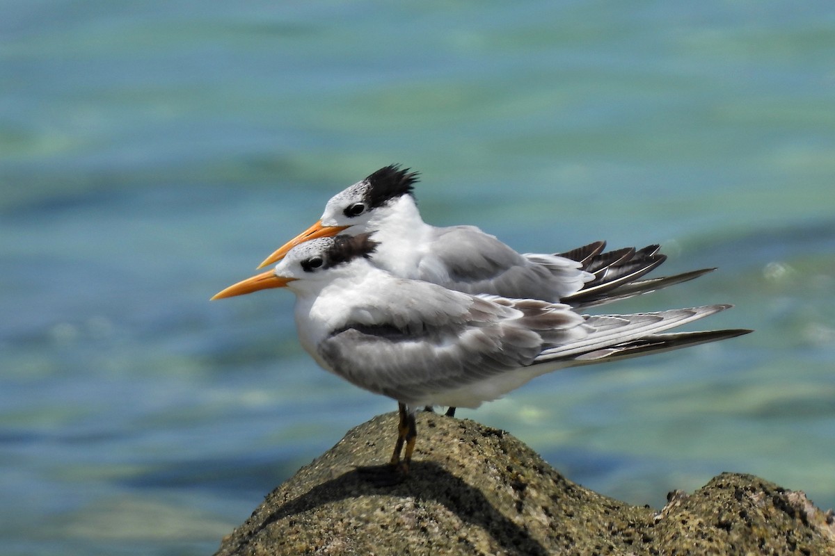 Lesser Crested Tern - Leszek Noga