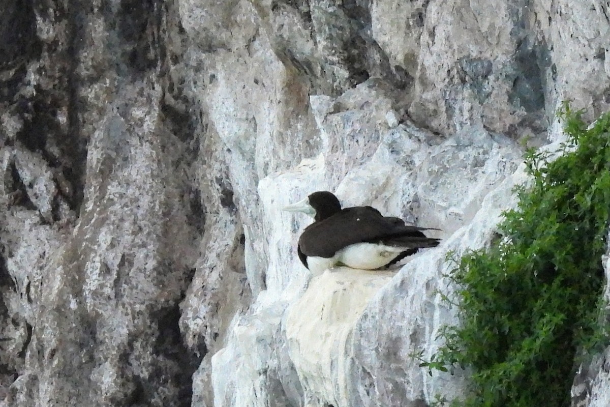 Brown Booby - ML518164401