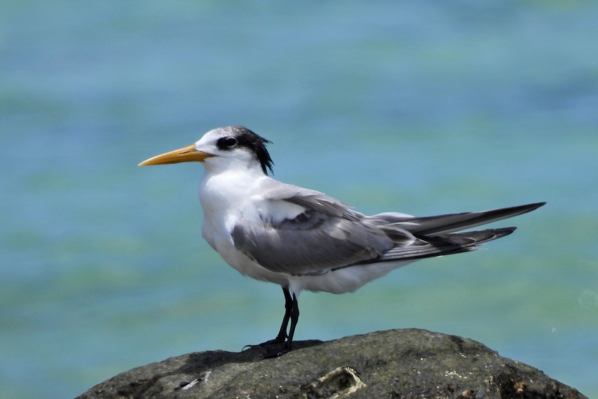 Great Crested Tern - ML518165151