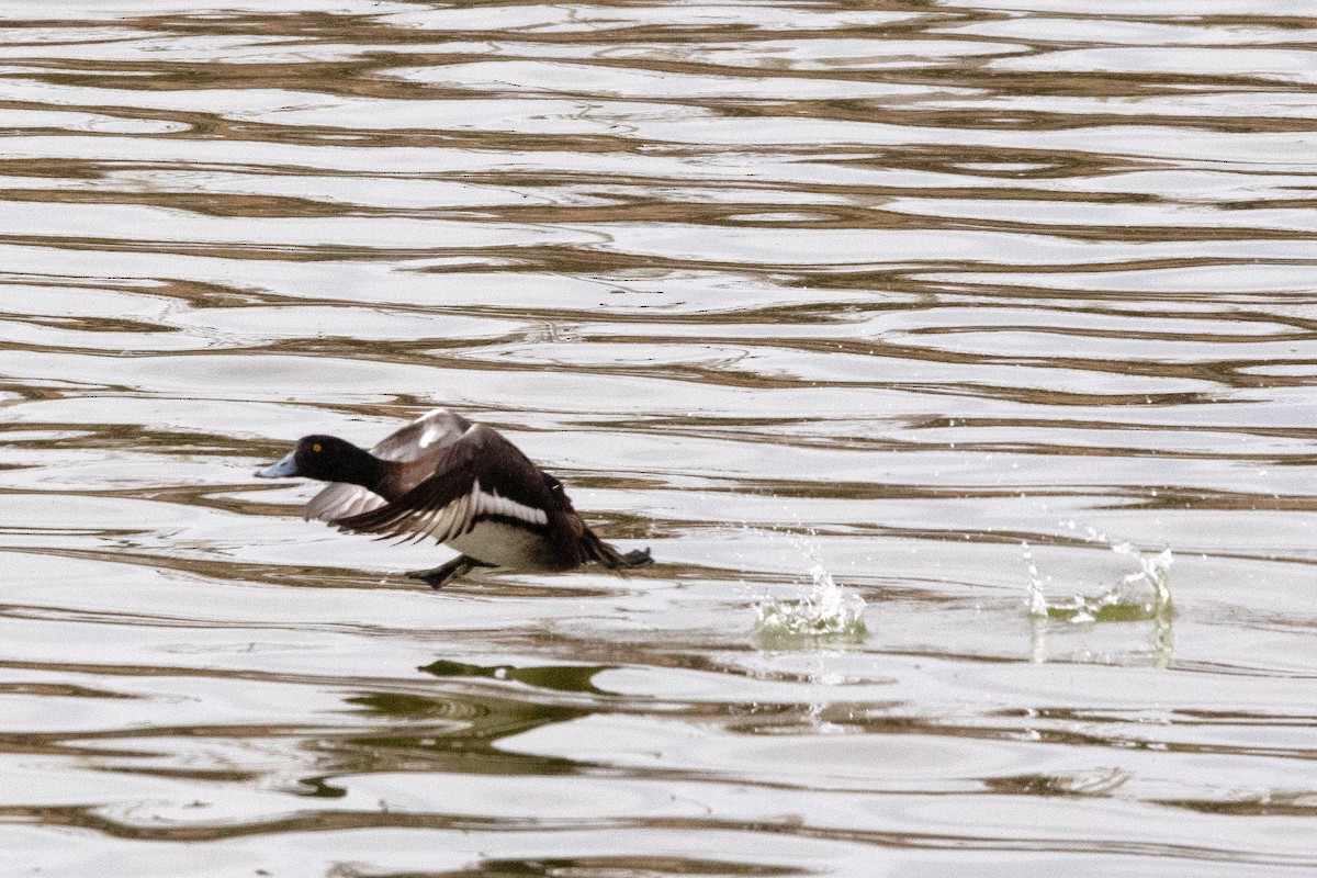 Greater Scaup - ML518166711