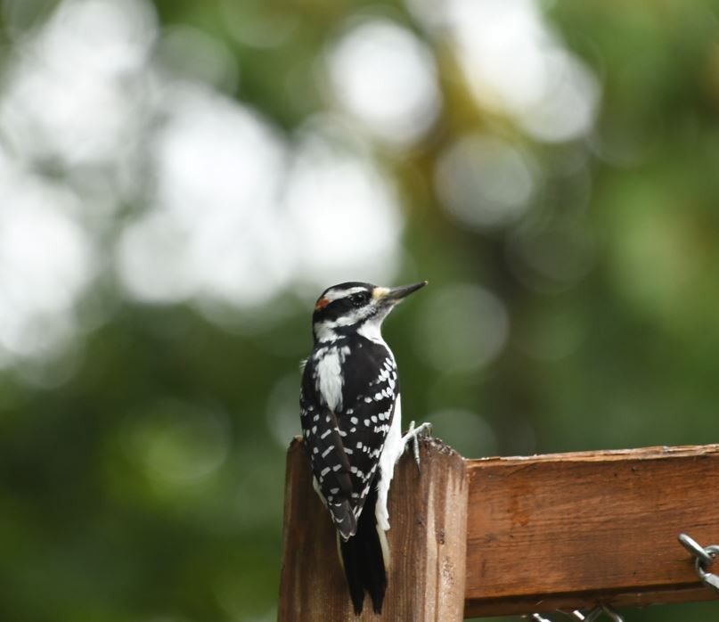 Hairy Woodpecker (Eastern) - Vinay Prakatoor