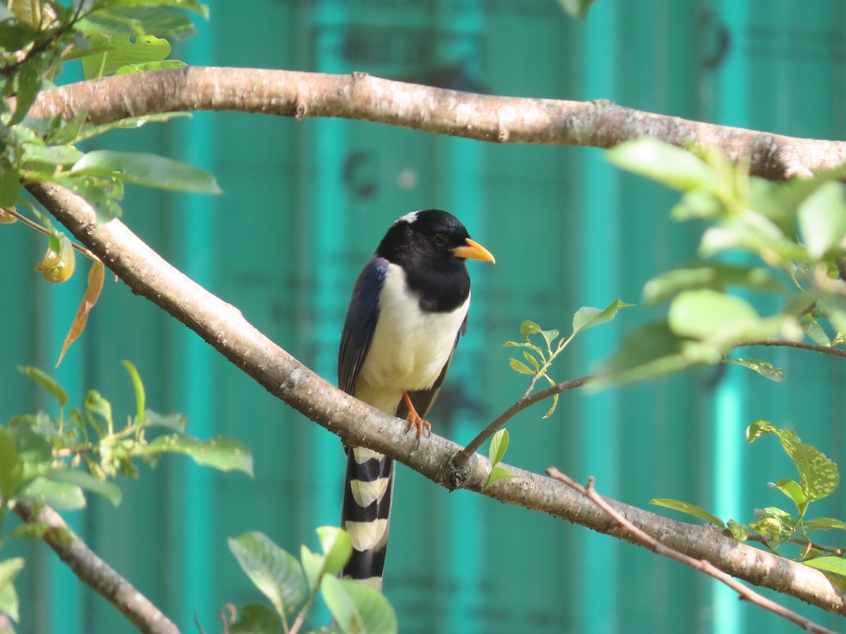 Yellow-billed Blue-Magpie - Shasank Ongole