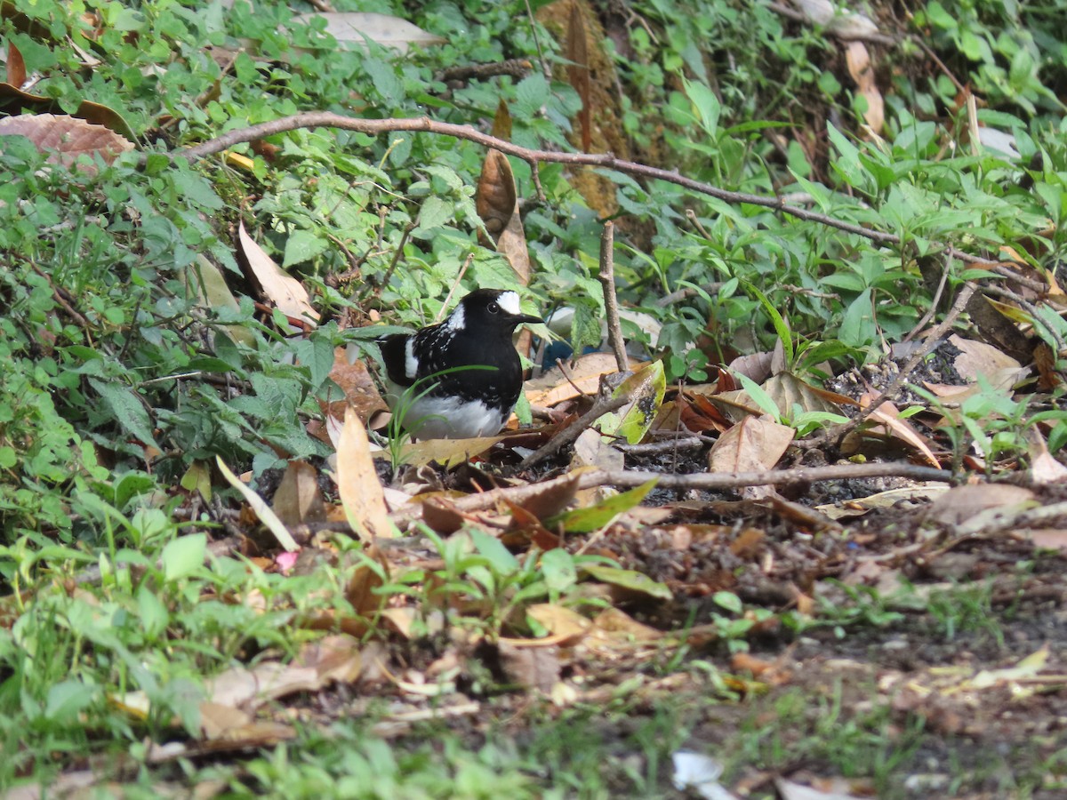 Spotted Forktail - ML518167301