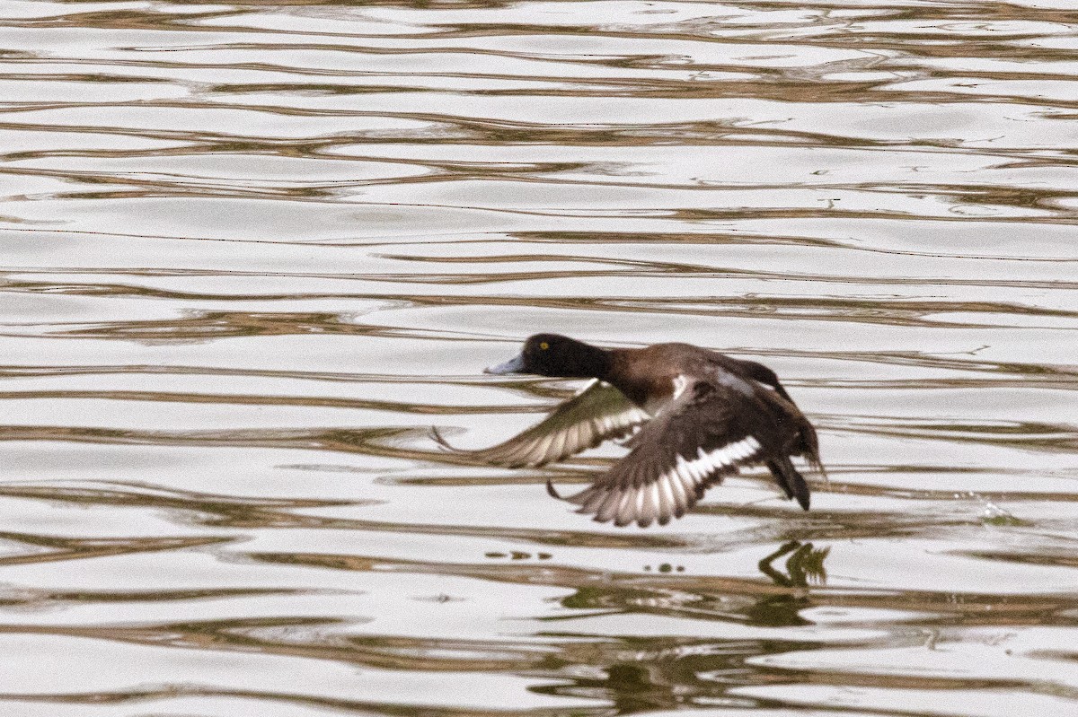 Greater Scaup - ML518167771