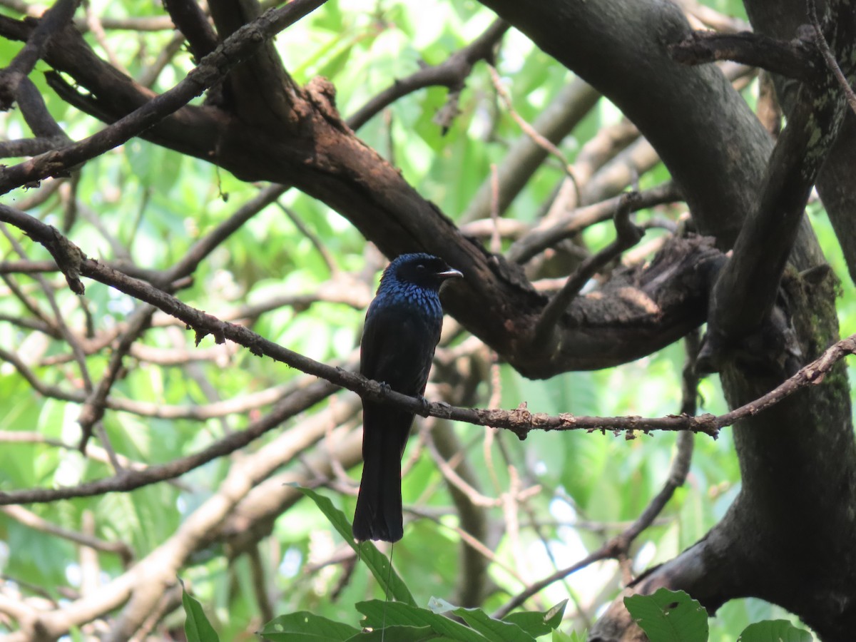 Lesser Racket-tailed Drongo - ML518168221