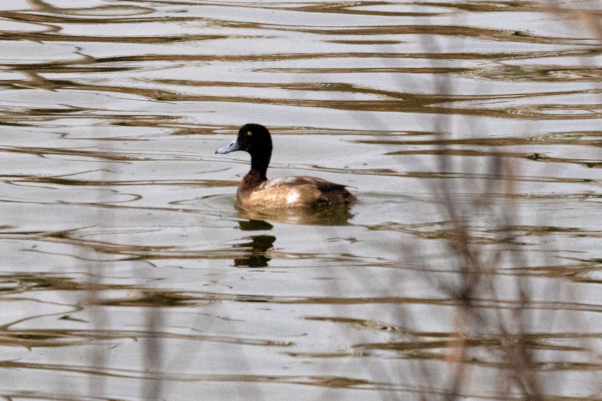 Greater Scaup - ML518168511