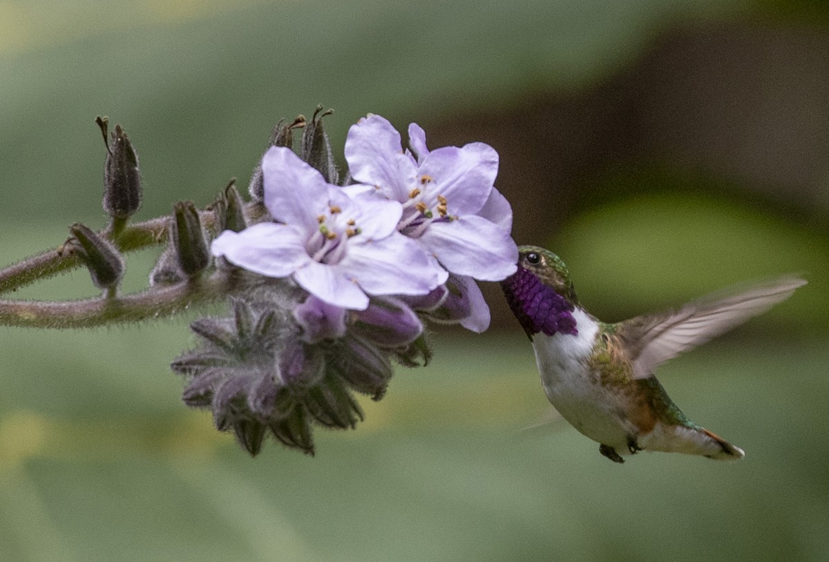 Bumblebee Hummingbird - ML518168721