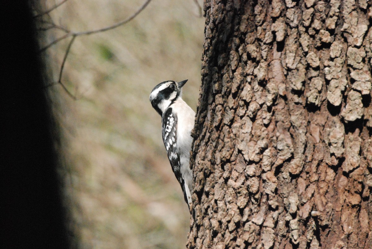 Downy Woodpecker - ML51817161