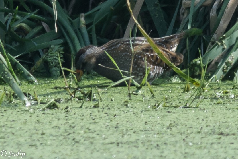 Spotted Crake - ML518171791