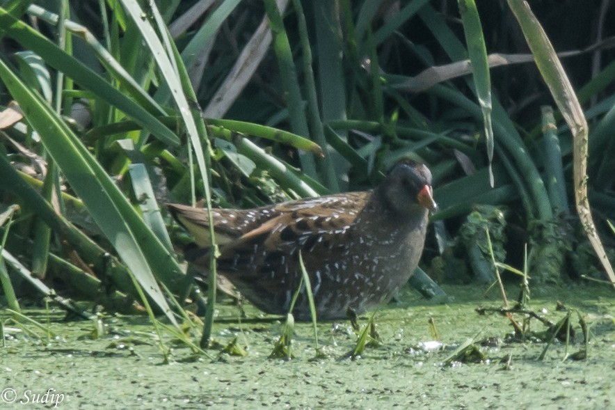 Spotted Crake - ML518171801
