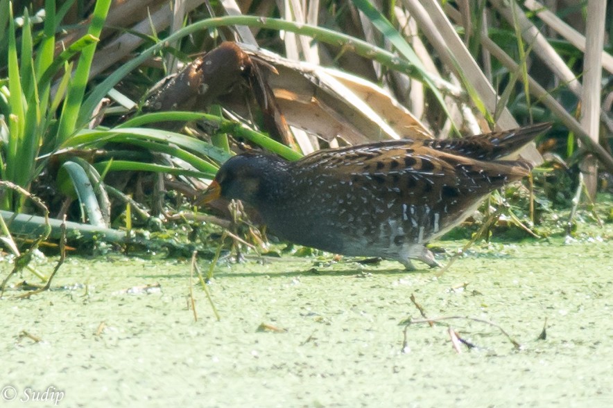 Spotted Crake - ML518171811