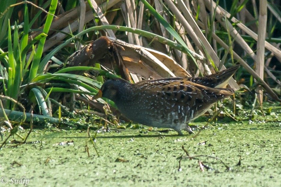 Spotted Crake - ML518171821
