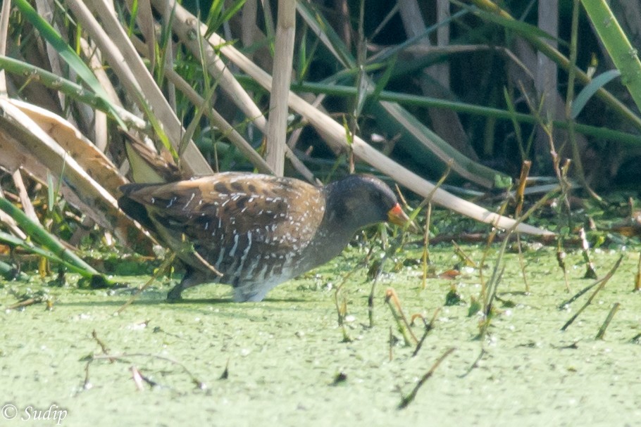 Spotted Crake - ML518171841