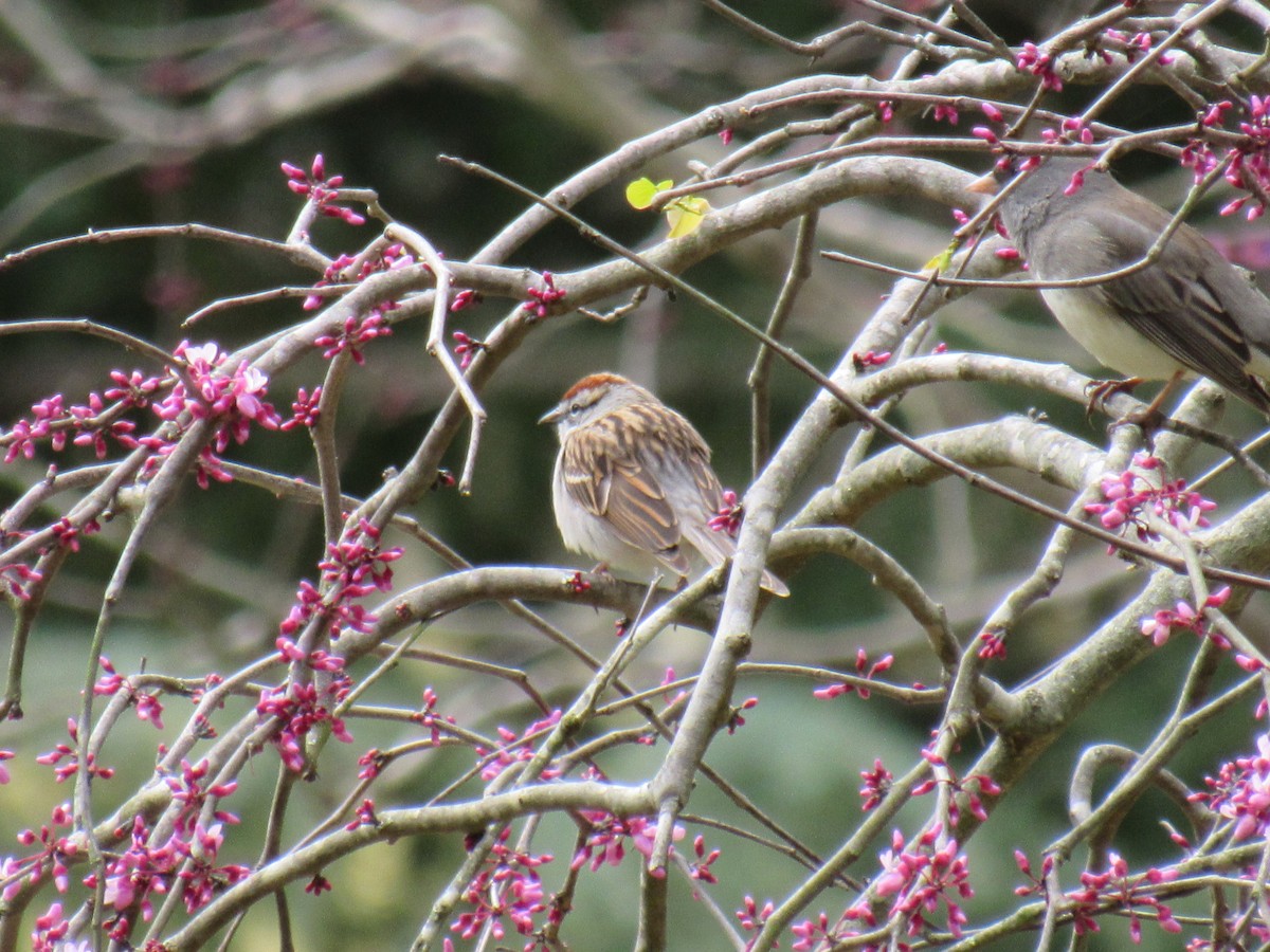 Chipping Sparrow - ML51817201