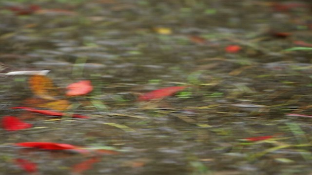 Берингийская жёлтая трясогузка (Зеленоголовая) - ML518175631