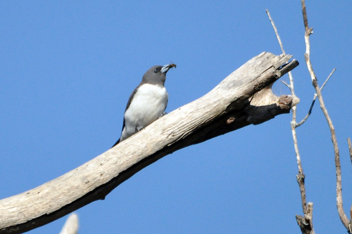 White-breasted Woodswallow - ML518176081