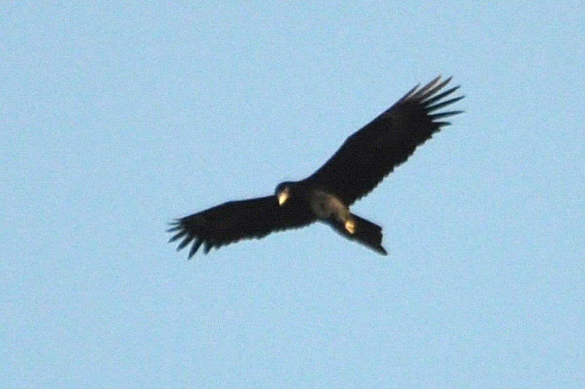 Wedge-tailed Eagle - ML518178621