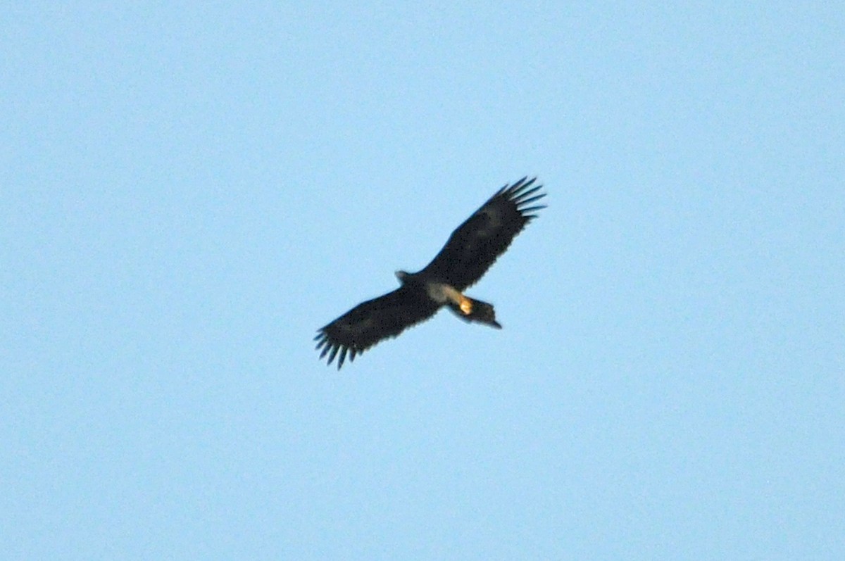 Wedge-tailed Eagle - ML518178631