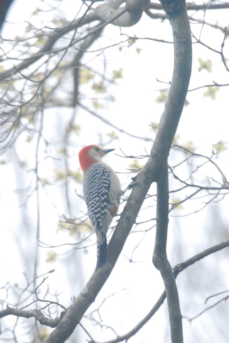 Red-bellied Woodpecker - ML51817981
