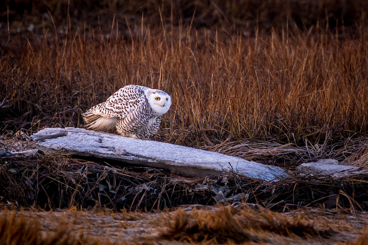 Snowy Owl - ML518181081