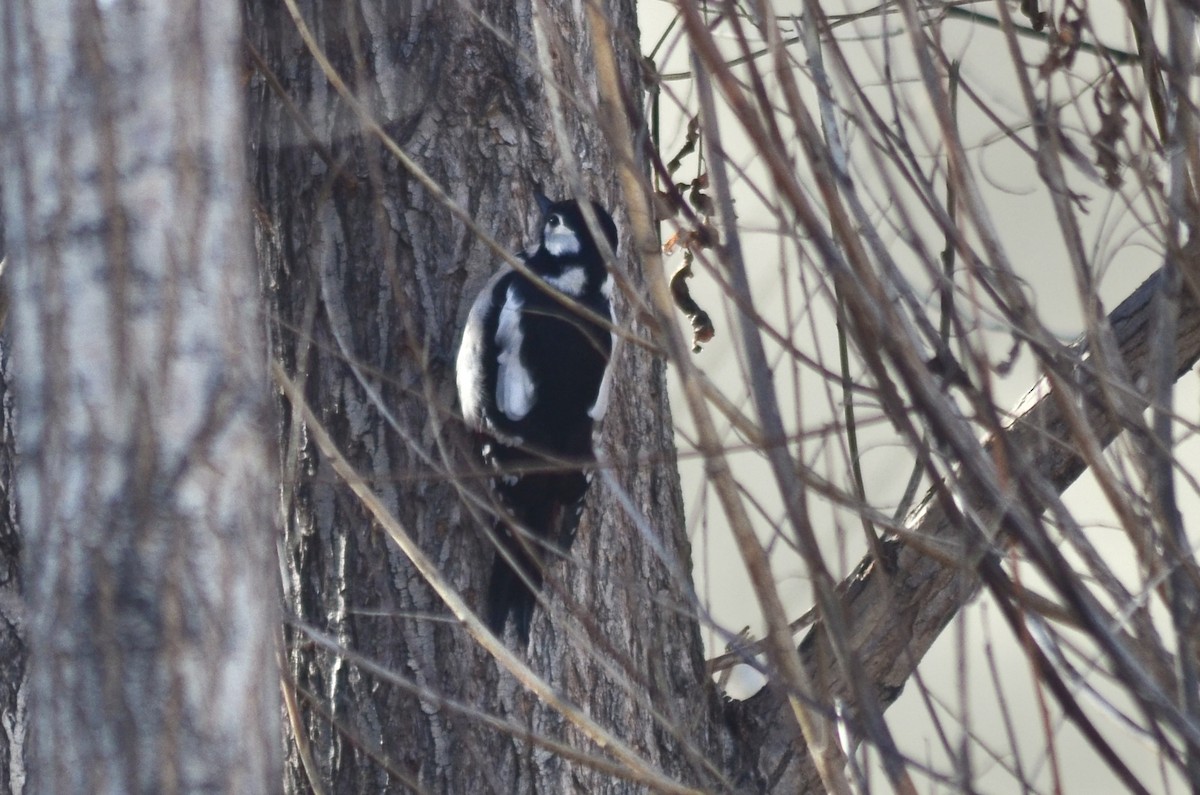 Great Spotted Woodpecker - ML518183731
