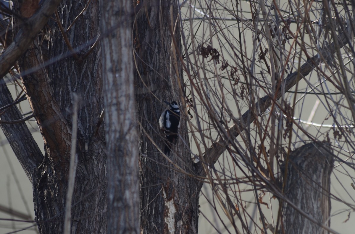 Great Spotted Woodpecker - Murat Kağan Karayiğit