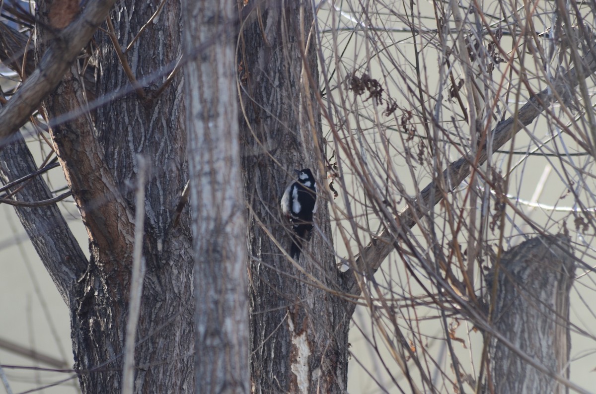 Great Spotted Woodpecker - ML518183751