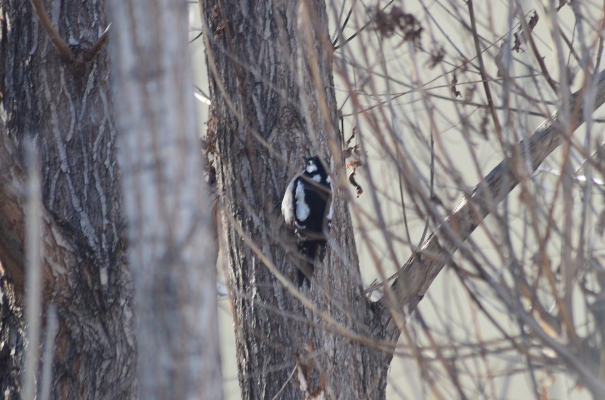 Great Spotted Woodpecker - ML518183761