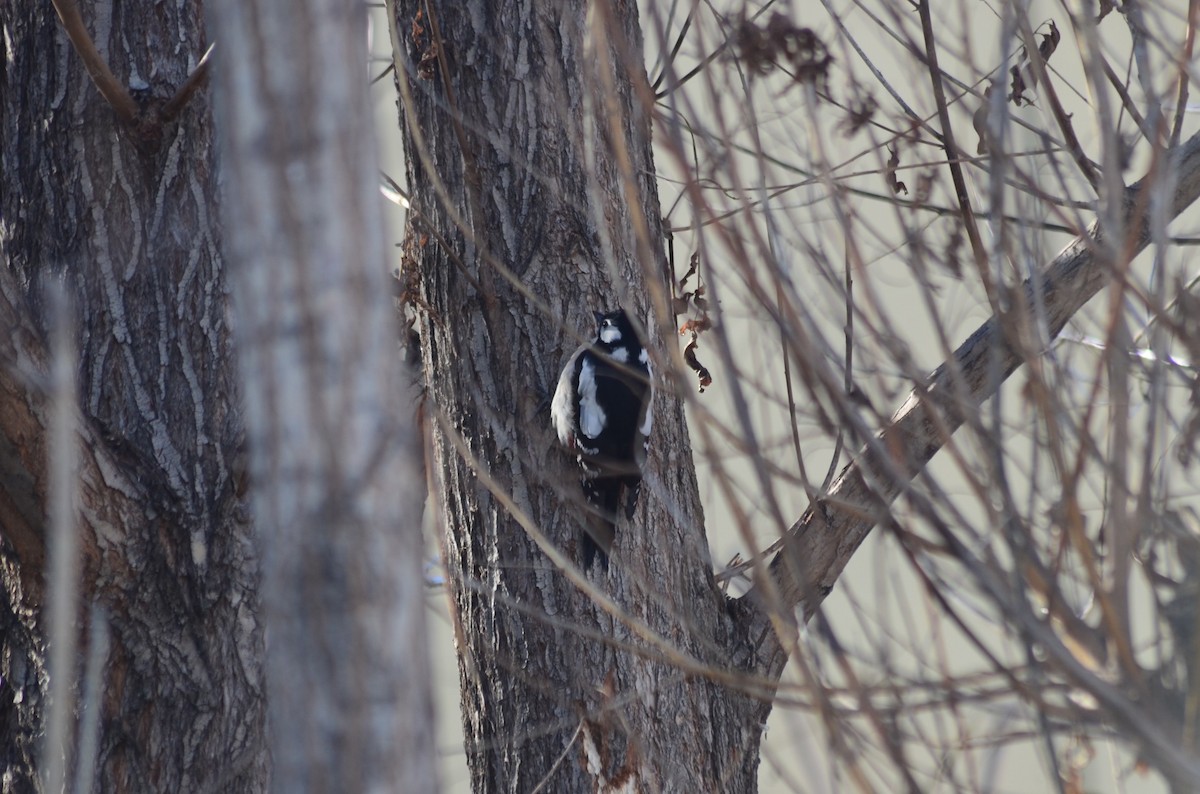 Great Spotted Woodpecker - ML518183771