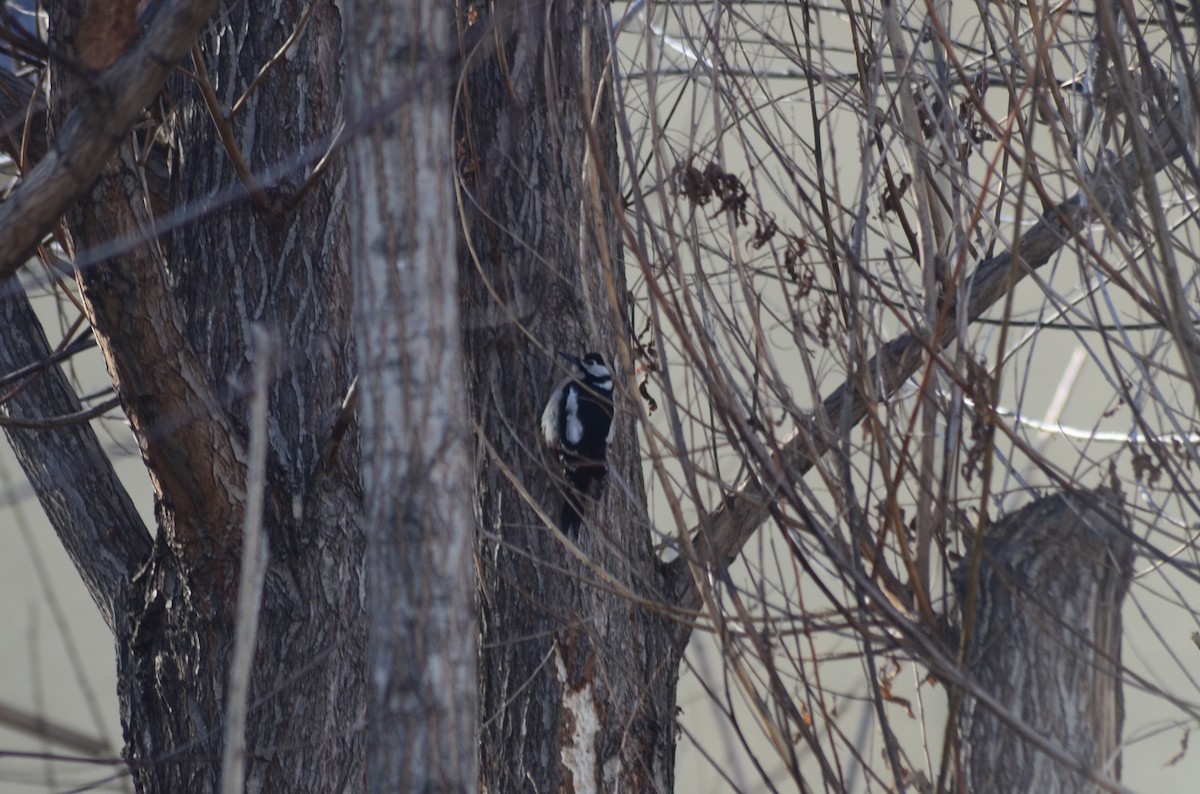 Great Spotted Woodpecker - ML518183781